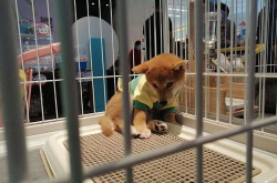 狗狗宠物店,狗狗宠物店创新服务与温馨体验