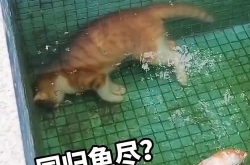 动物搞笑视频配音,动物世界里的欢乐喜剧