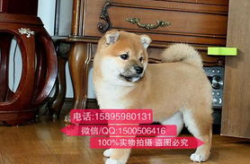 秋田犬价格,品种、血统与地域差异全解析